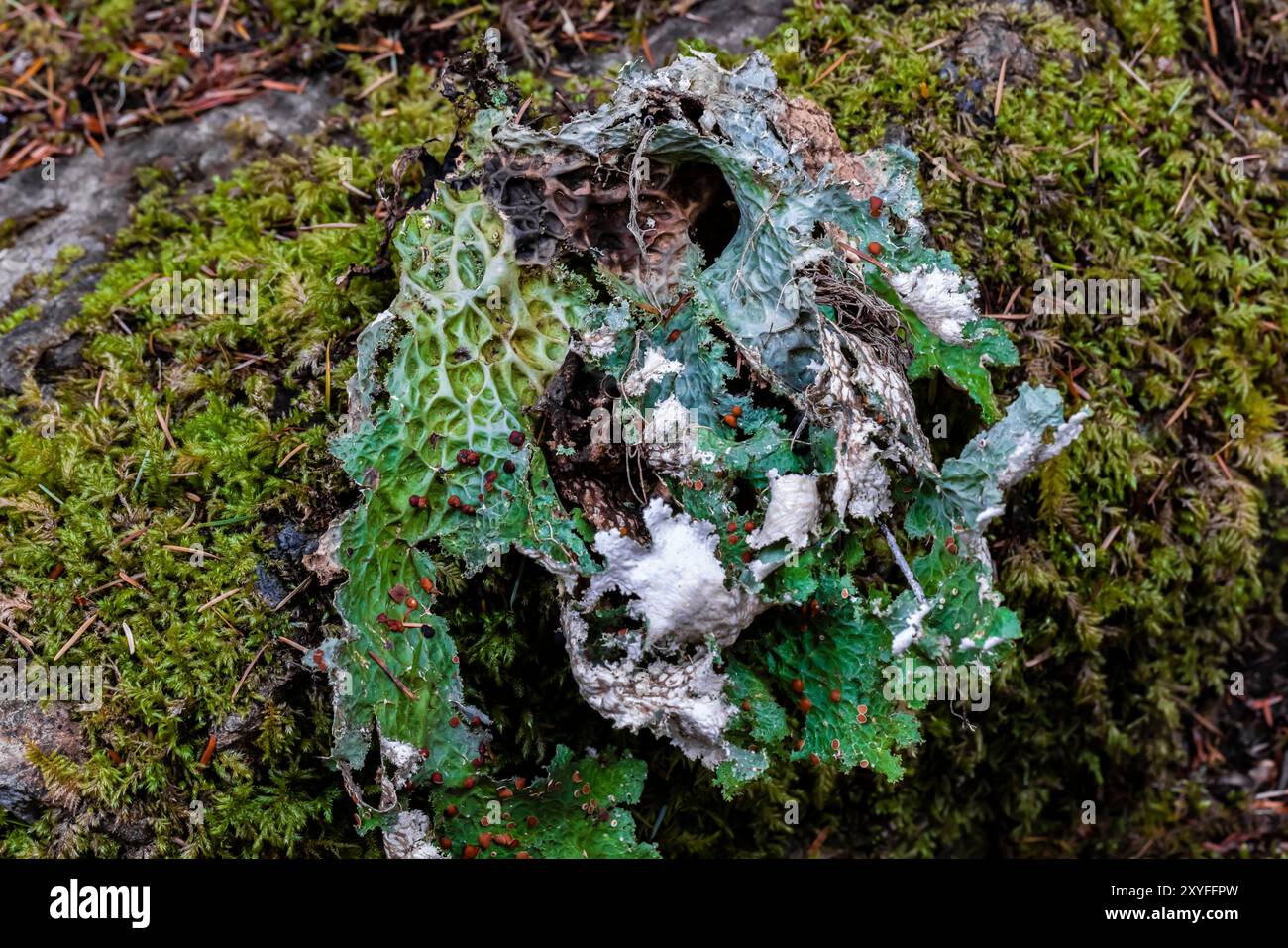 Lobaria pulmonaria lichen at Staircase, Olympic National Park, Washington State, USA Foto Stock
