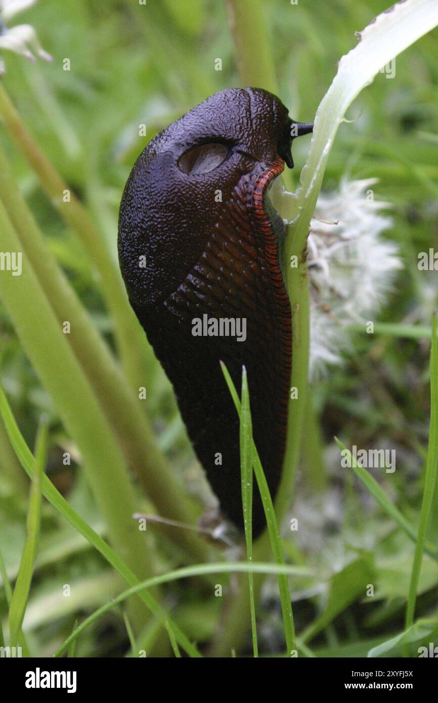 Lumaca nera grande Foto Stock