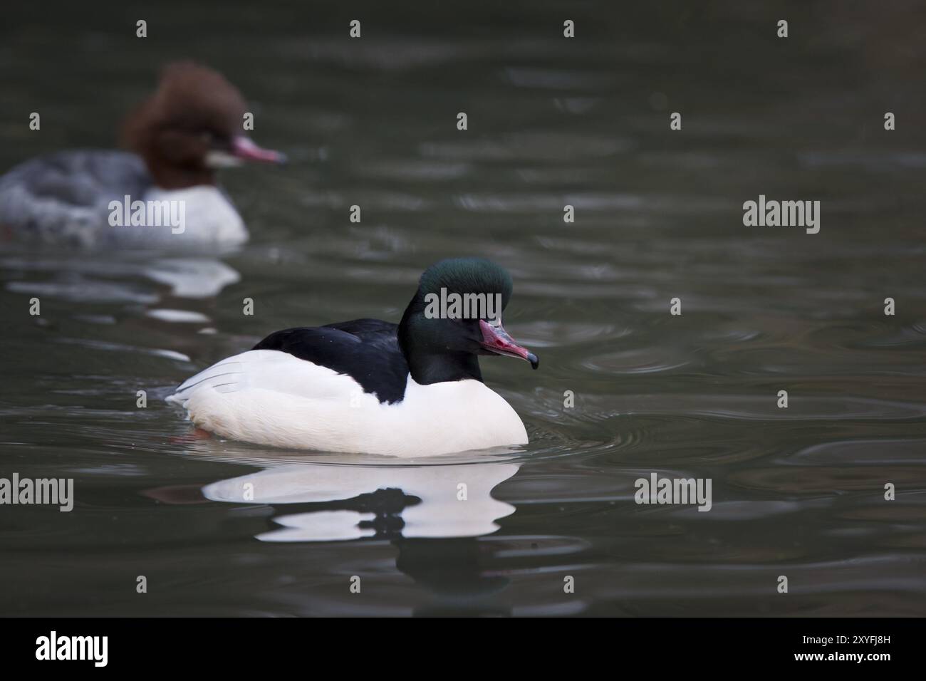 Gaensesaeger, Paar, Mergus Merganser, comune merganser, coppia Foto Stock