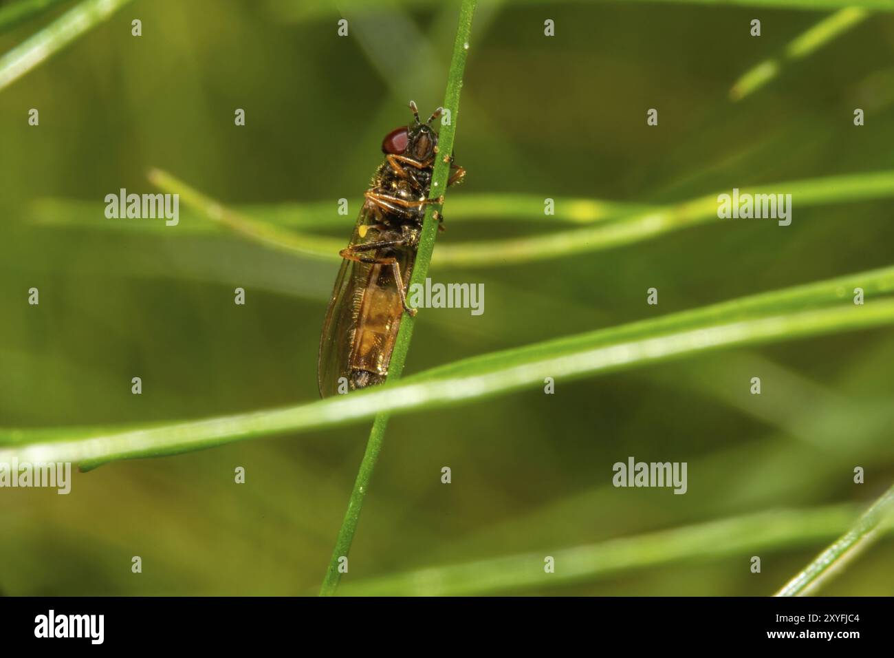 Hoverfly sull'erba verde. Foto macro di un insetto su erba verde Foto Stock