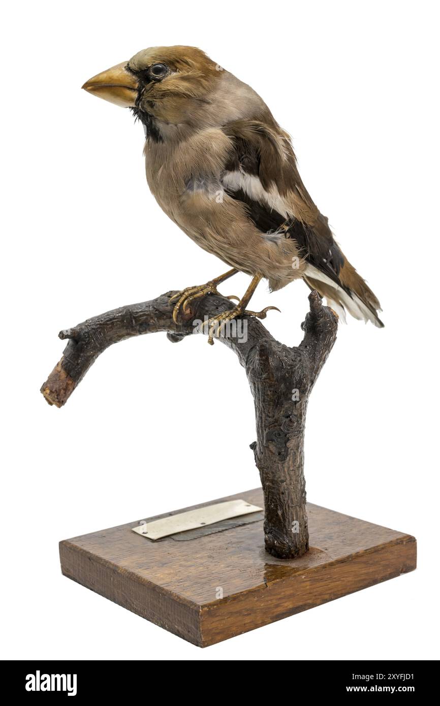 Falda imbottita seduta su un ramo isolato sul bianco Foto Stock