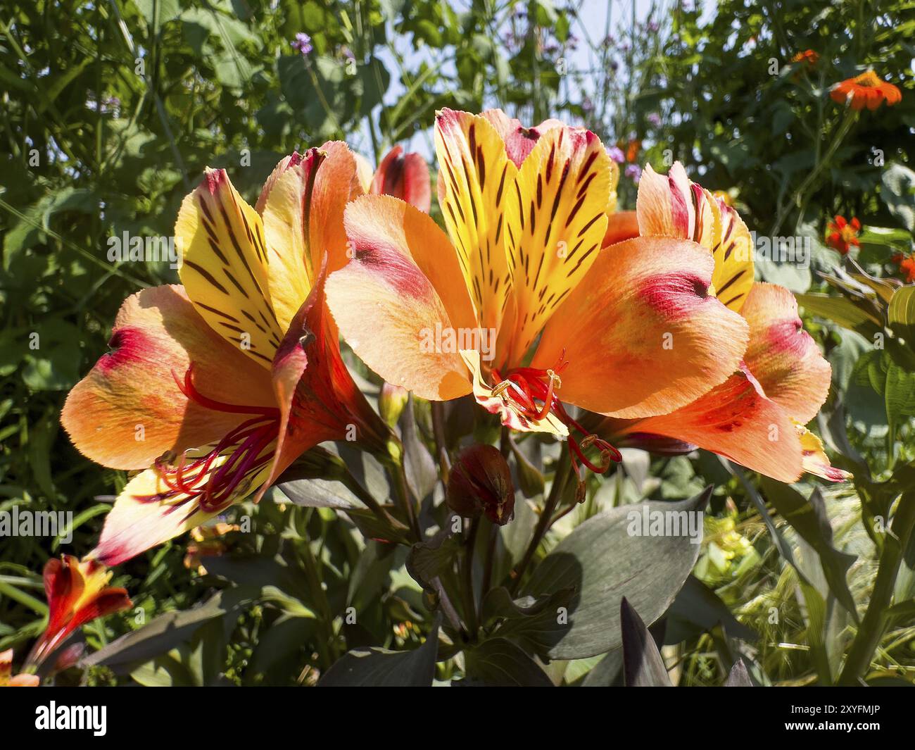 Giglio peruviano, giglio peruviano (Alstroemeria aurea) Foto Stock