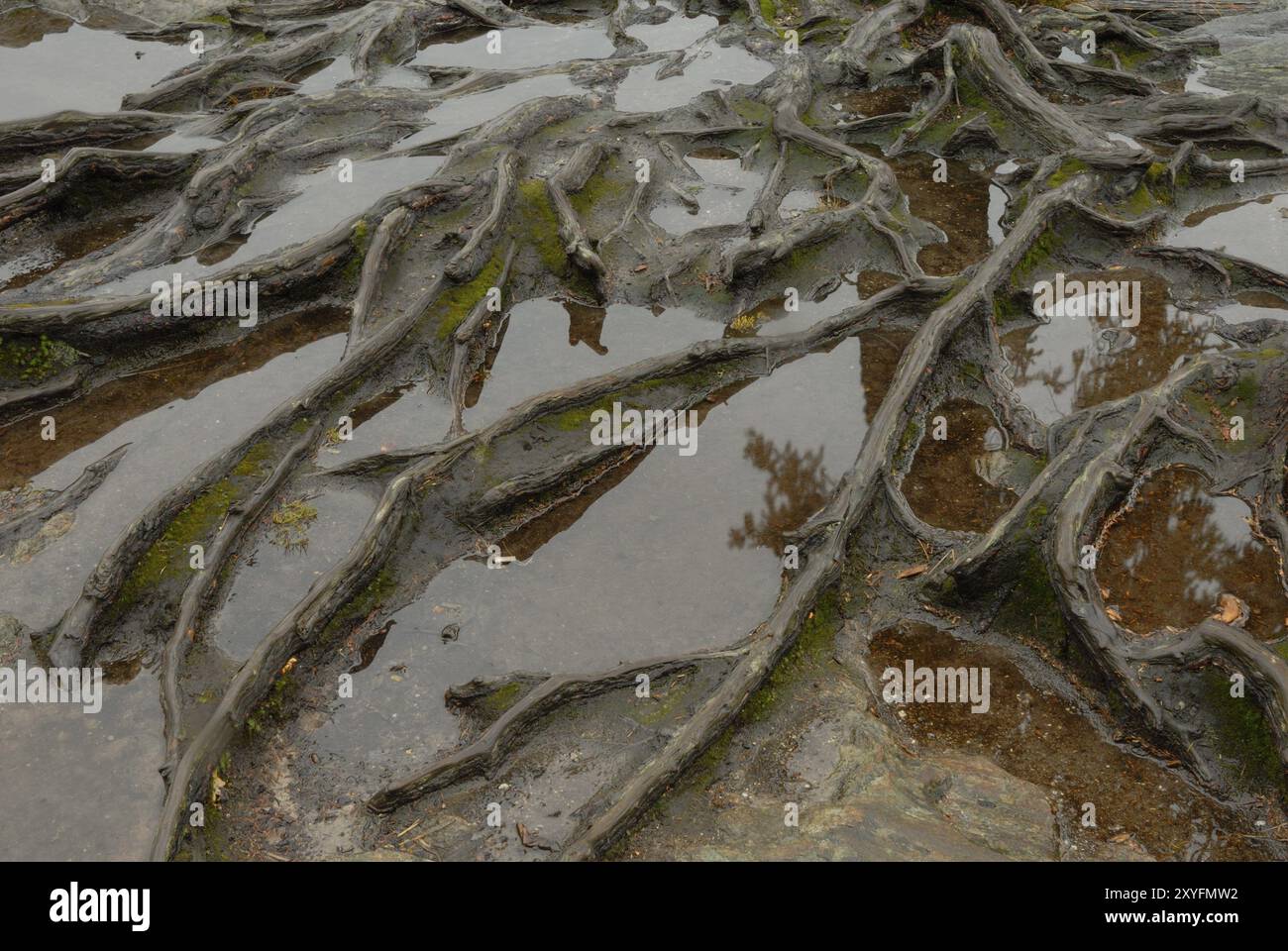 Antiche radici nel grande lago Arber sotto la pioggia antiche radici nel grande Arber sotto la pioggia Foto Stock