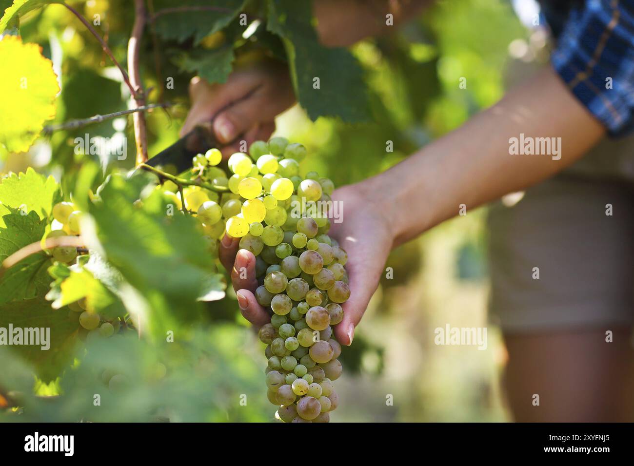 Raccolto di uve. Giovane agricoltore donna di fresco con uve raccolte. Close up Foto Stock