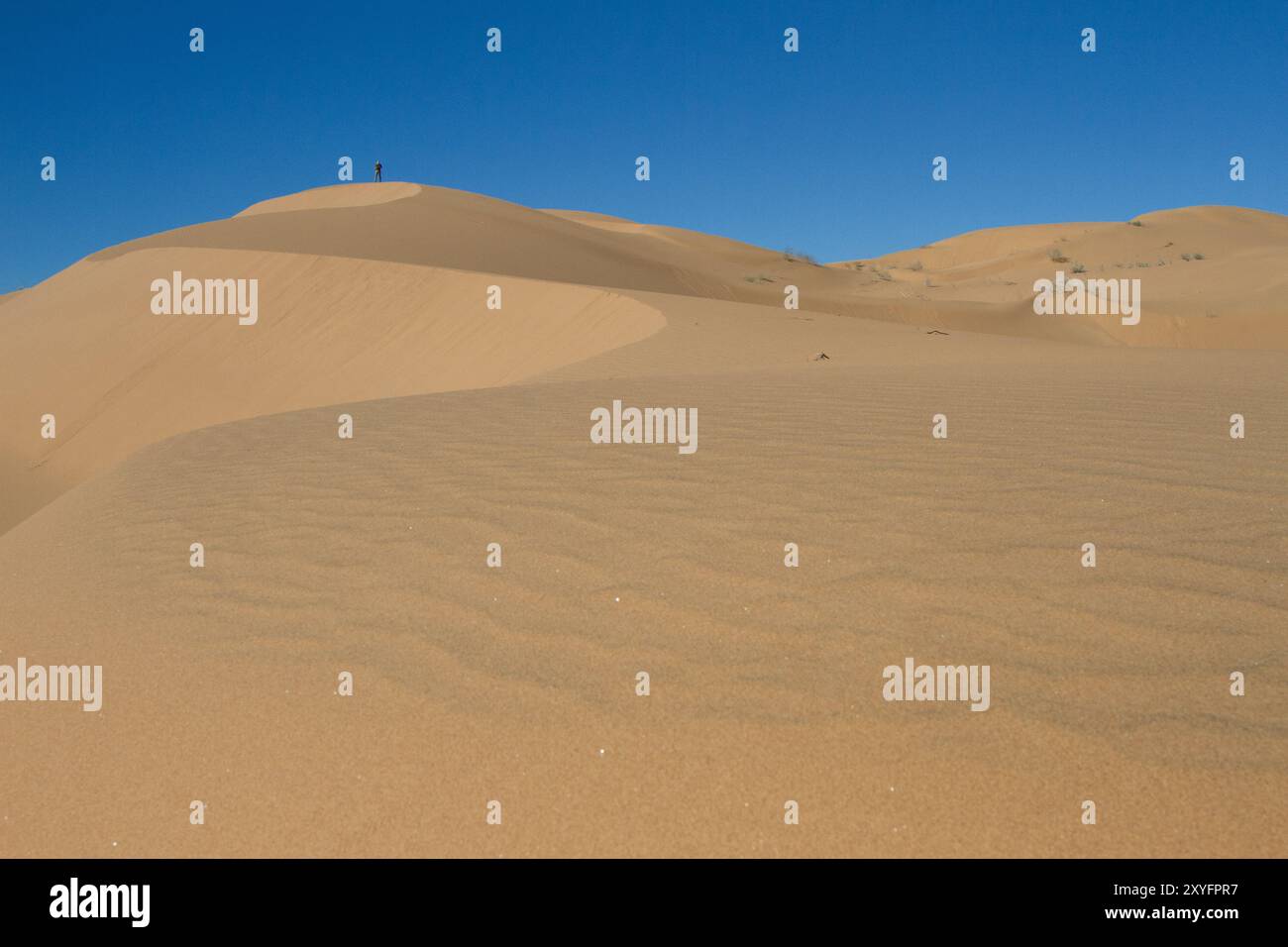 Una persona che sale su una duna nel deserto. Gran Desierto de Altar, Sonora, Messico. Foto Stock