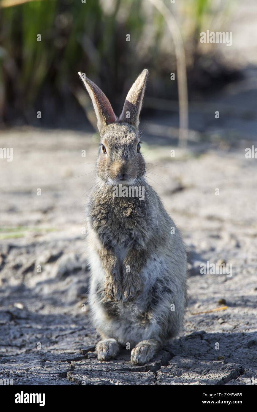 Coniglio selvatico, Oryctolagus cuniculus Foto Stock