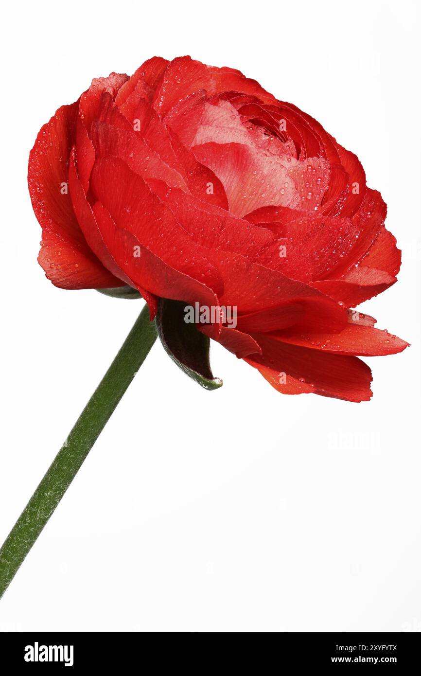 Ranunculus Asiaticus, primo piano Foto Stock