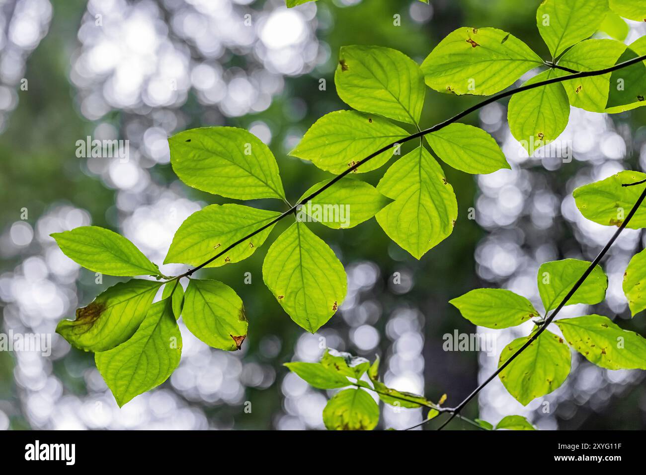 Pacific Dogwood, Cornus nuttallii, parte a Staircase, Olympic National Park, Washington State, STATI UNITI Foto Stock