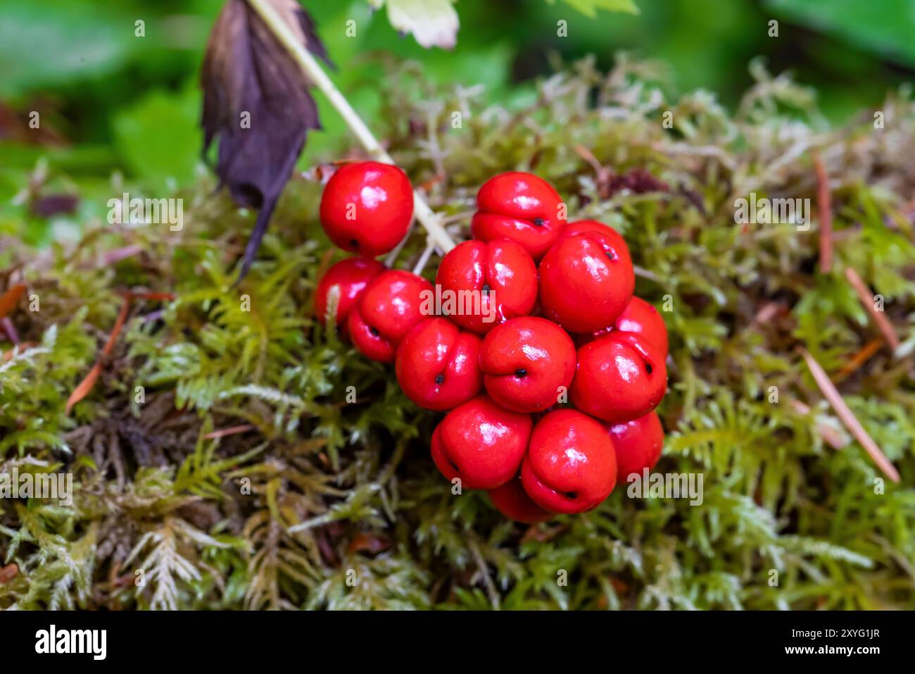 Baneberry, Actaea rubra, at Staircase, Olympic National Park, Washington State, STATI UNITI Foto Stock
