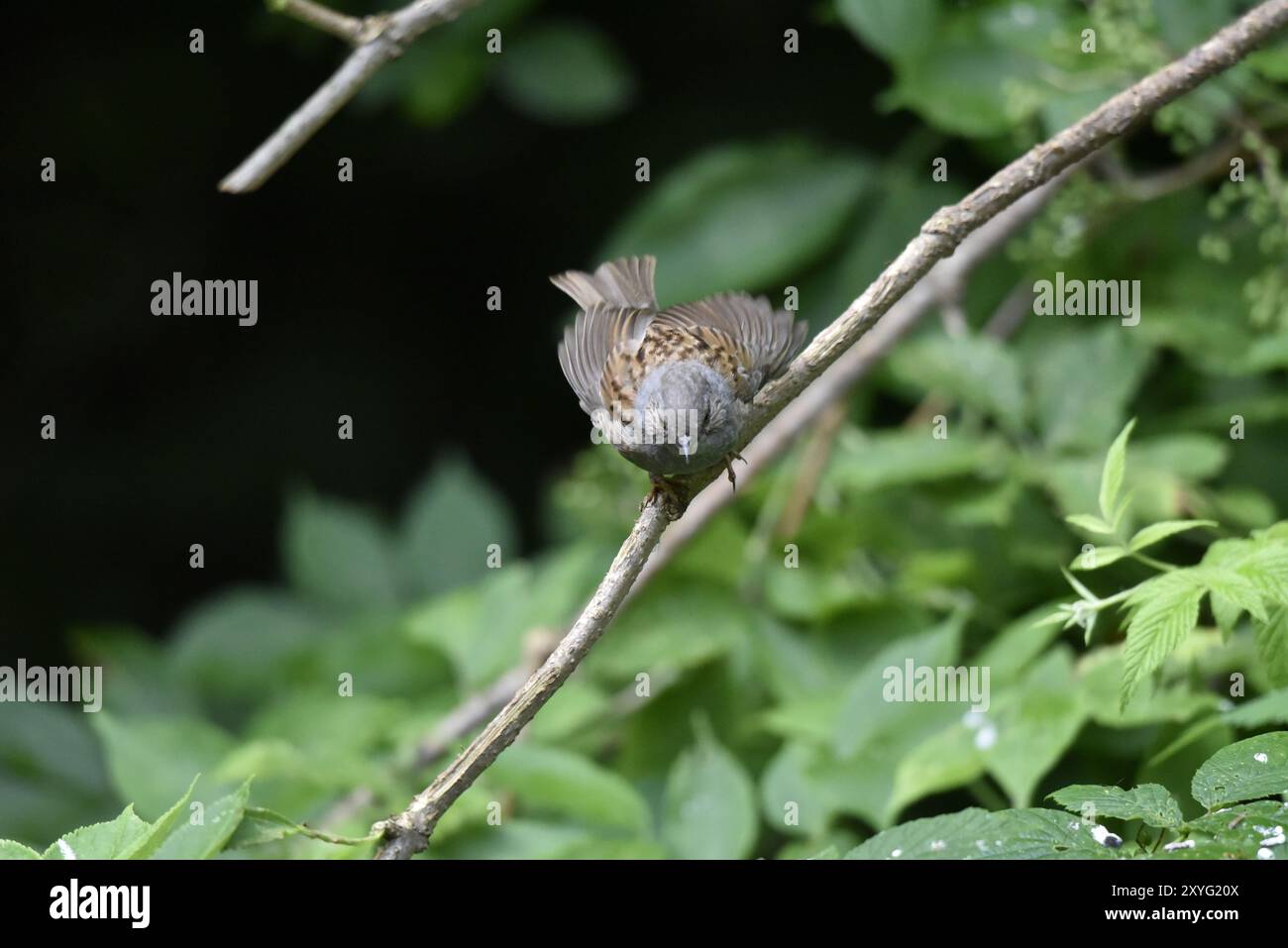 Dunnock (Prunella modularis) guardando verso il basso verso la telecamera, in procinto di decollare da un ramo diagonale, le ali si sono spaccate, su sfondo verde, Regno Unito Foto Stock