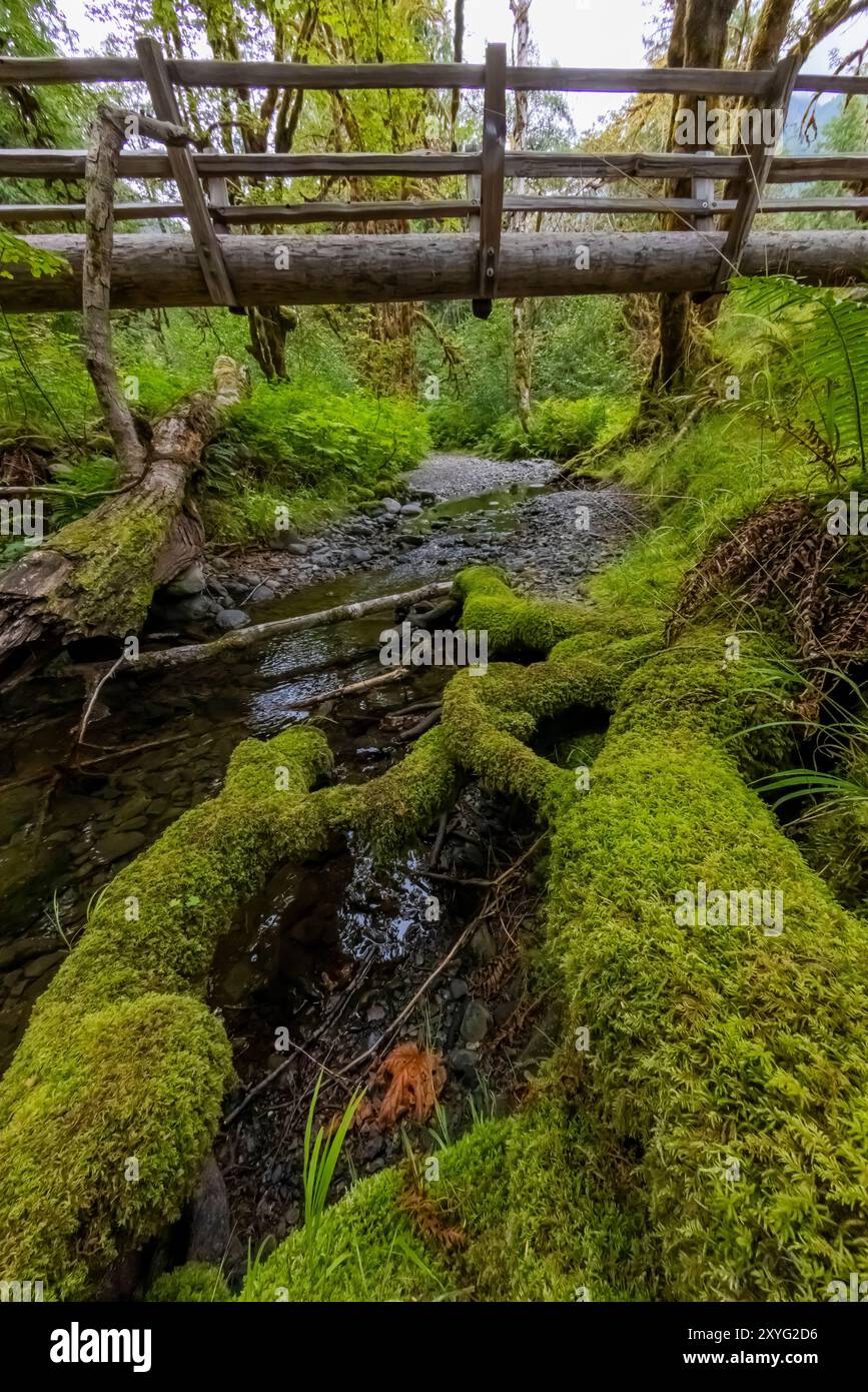 Ponte su Elk Creek a Staircase, Olympic National Park, Washington State, USA Foto Stock