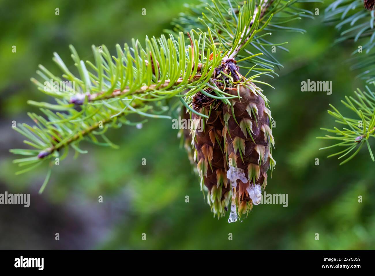 Douglas Fir, Pseudotsuga menziesii, nuovo cono a Staircase, Olympic National Park, Washington State, USA Foto Stock