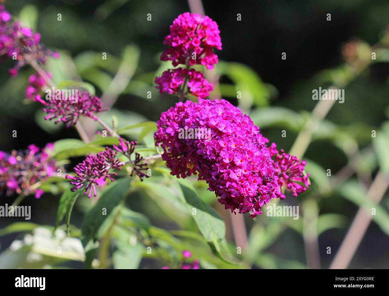 Primo piano dei fiori della Buddleja davidii "Royal Red" Foto Stock