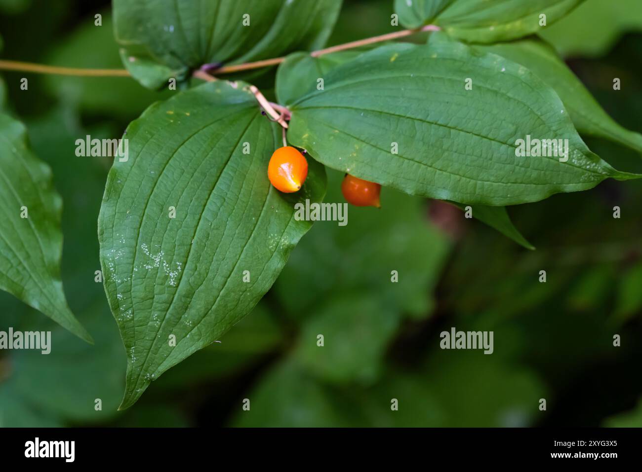 Clasping Twisted-stalk, Streptopus amplexifolius, at Staircase, Olympic National Park, Washington State, STATI UNITI Foto Stock