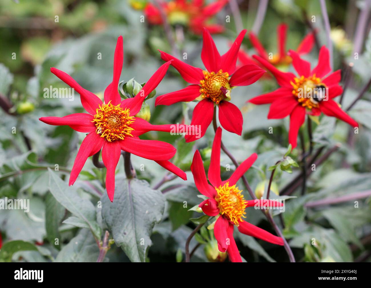 Un primo piano del Cactus Dahlia rosso Foto Stock