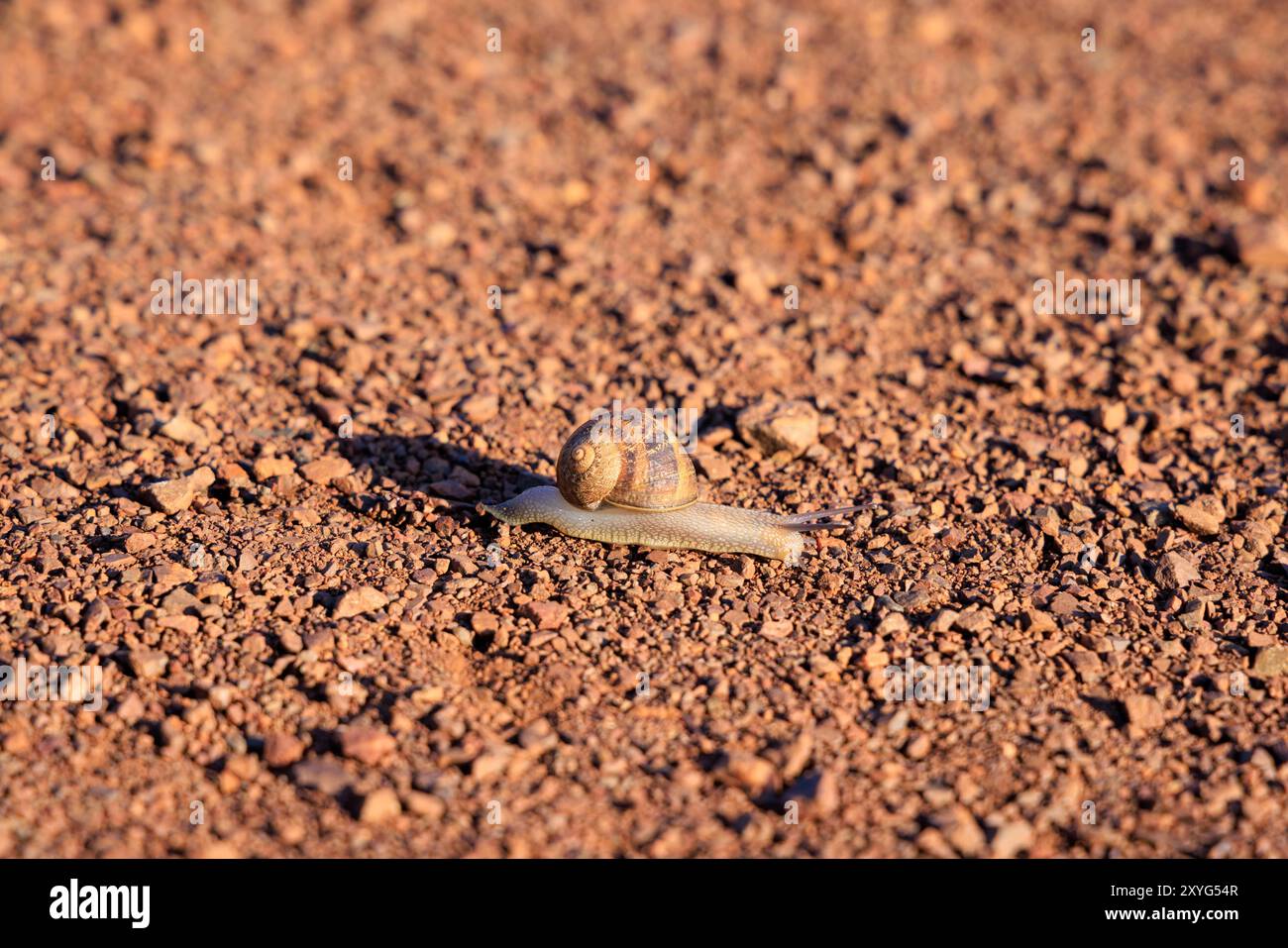 La lumaca si muove lentamente su un terreno roccioso rosso Foto Stock