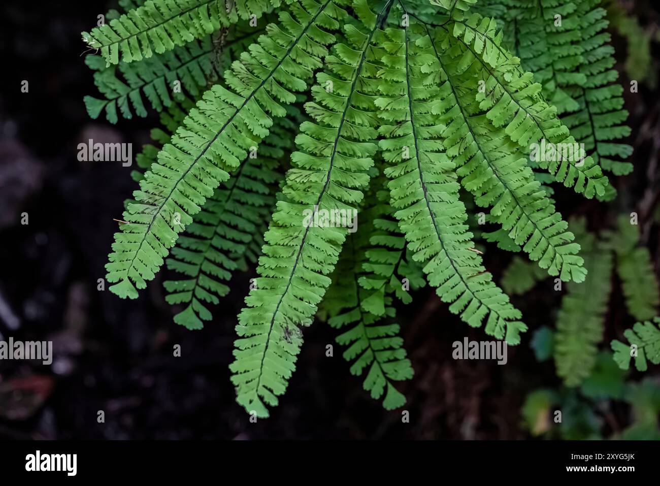 Northern Maidenhair Fern, Adiantum aleuticum, at Staircase, Olympic National Park, Washington State, STATI UNITI Foto Stock