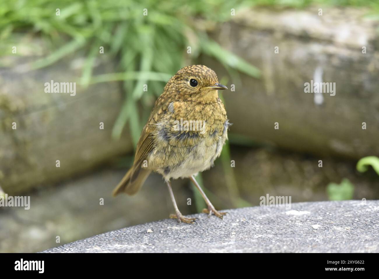 Primo piano Ritratto di un giovane Robin europeo (erithacus rubecula) sul lato destro con occhio sinistro sulla fotocamera, realizzato in un giardino in Galles, Regno Unito in estate Foto Stock