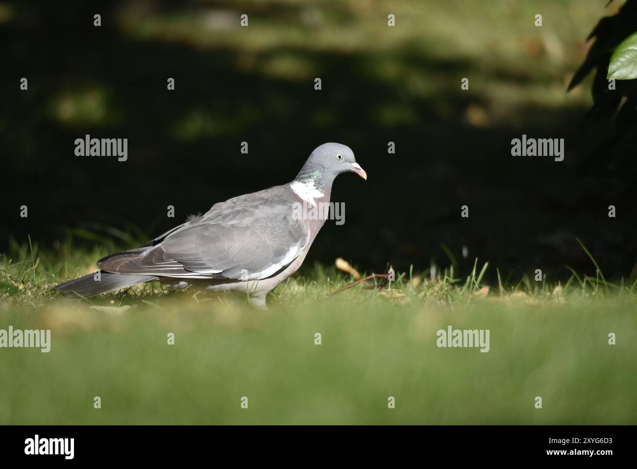 Common Woodpigeon (Columba palumbus) in piedi sull'erba nel profilo destro, a sinistra dell'immagine, in un giorno di sole in Galles, Regno Unito a luglio Foto Stock