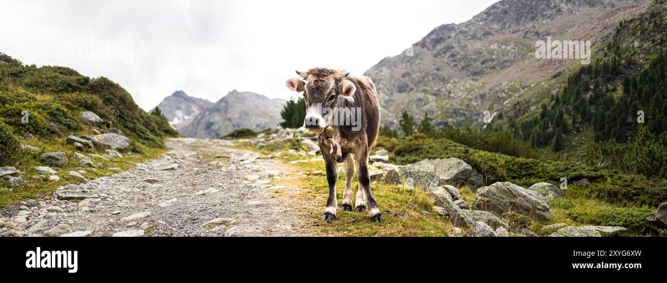 una mucca di montagna nel panorama alpino Foto Stock