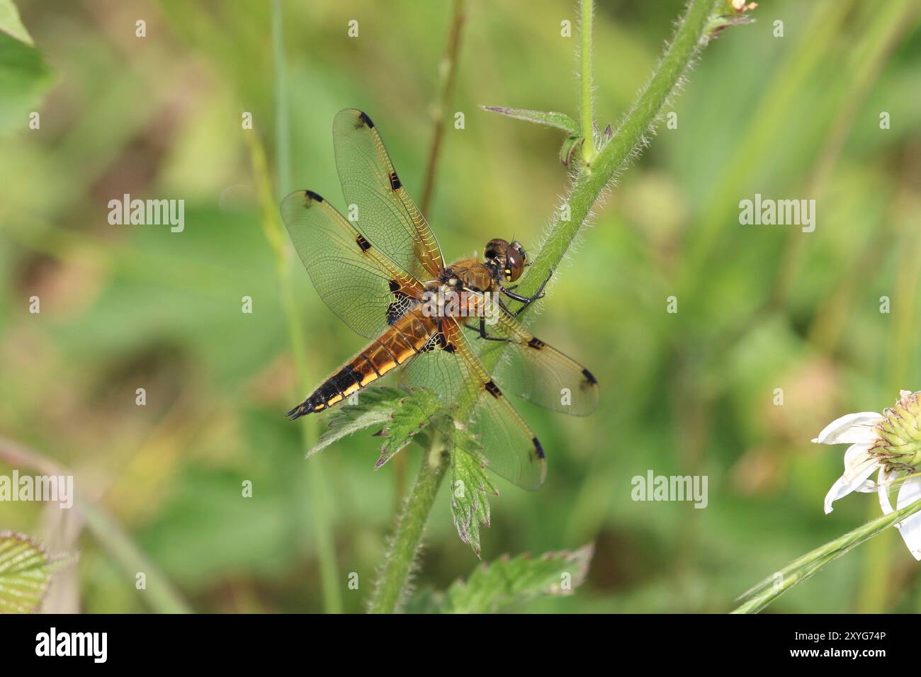 Quattro macchie Chaser Dragonfly femmina quasi forma praenubila (nero extra sulle punte delle ali) - Libellula quadrimaculata, Cumbria, Regno Unito Foto Stock