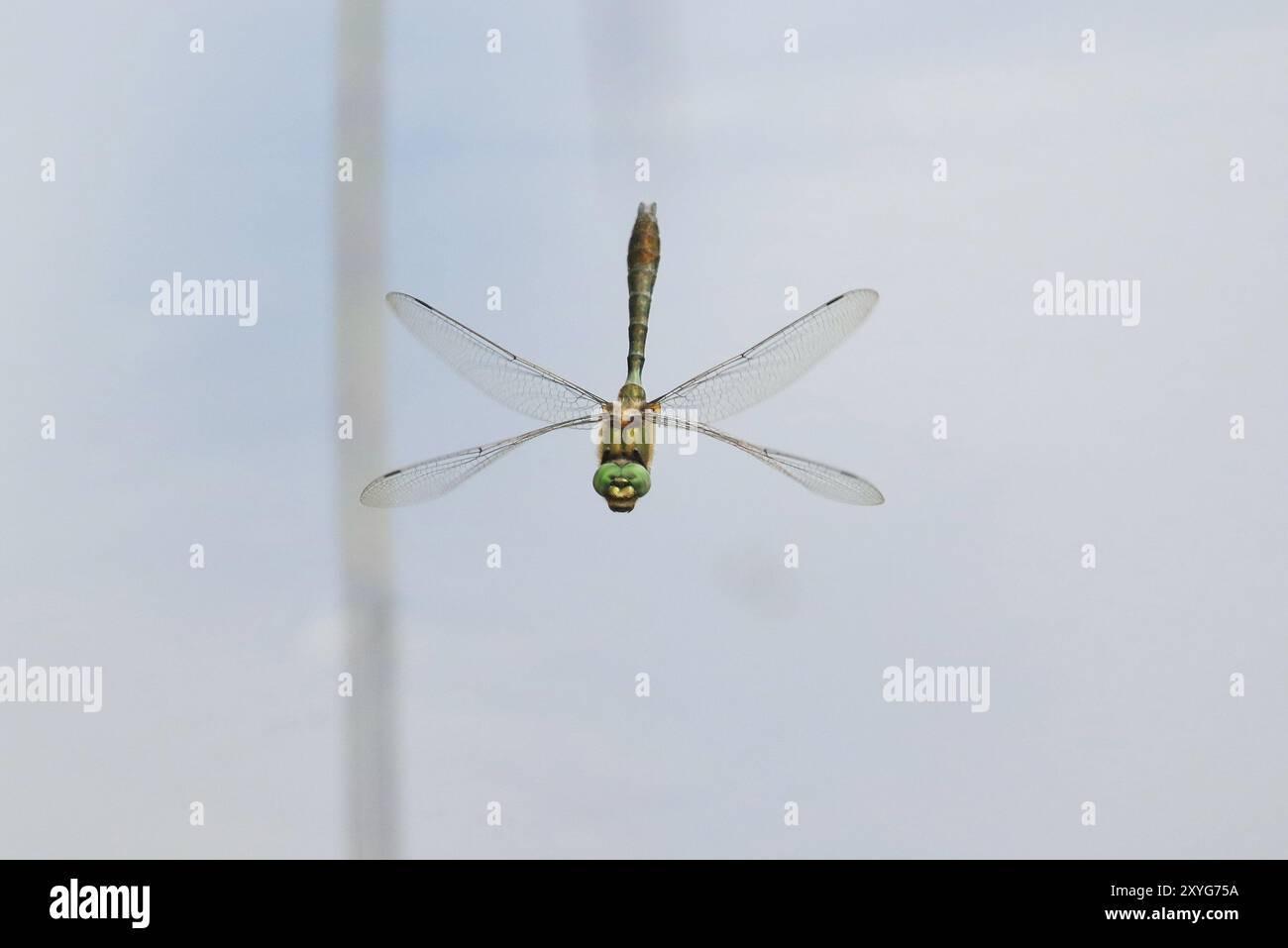 Downy Emerald Dragonfly maschio in volo - Cordulia aenea, Somerset, Regno Unito Foto Stock