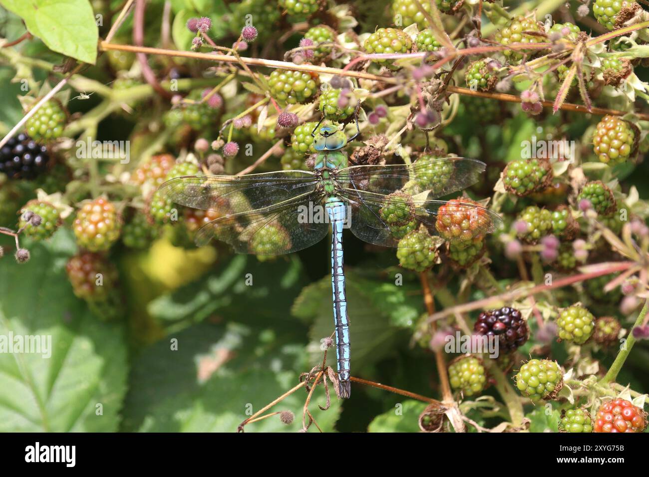 Emperor Dragonfly o Blue Emperor Dragonfly maschio - Anax imperator, Somerset, Regno Unito Foto Stock
