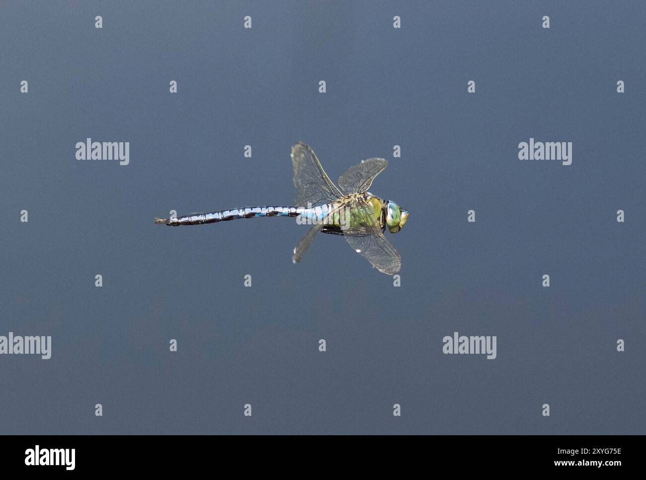 Imperatore Dragonfly o Imperatore Blu Dragonfly maschio in volo - Anax imperator, Somerset, Regno Unito Foto Stock