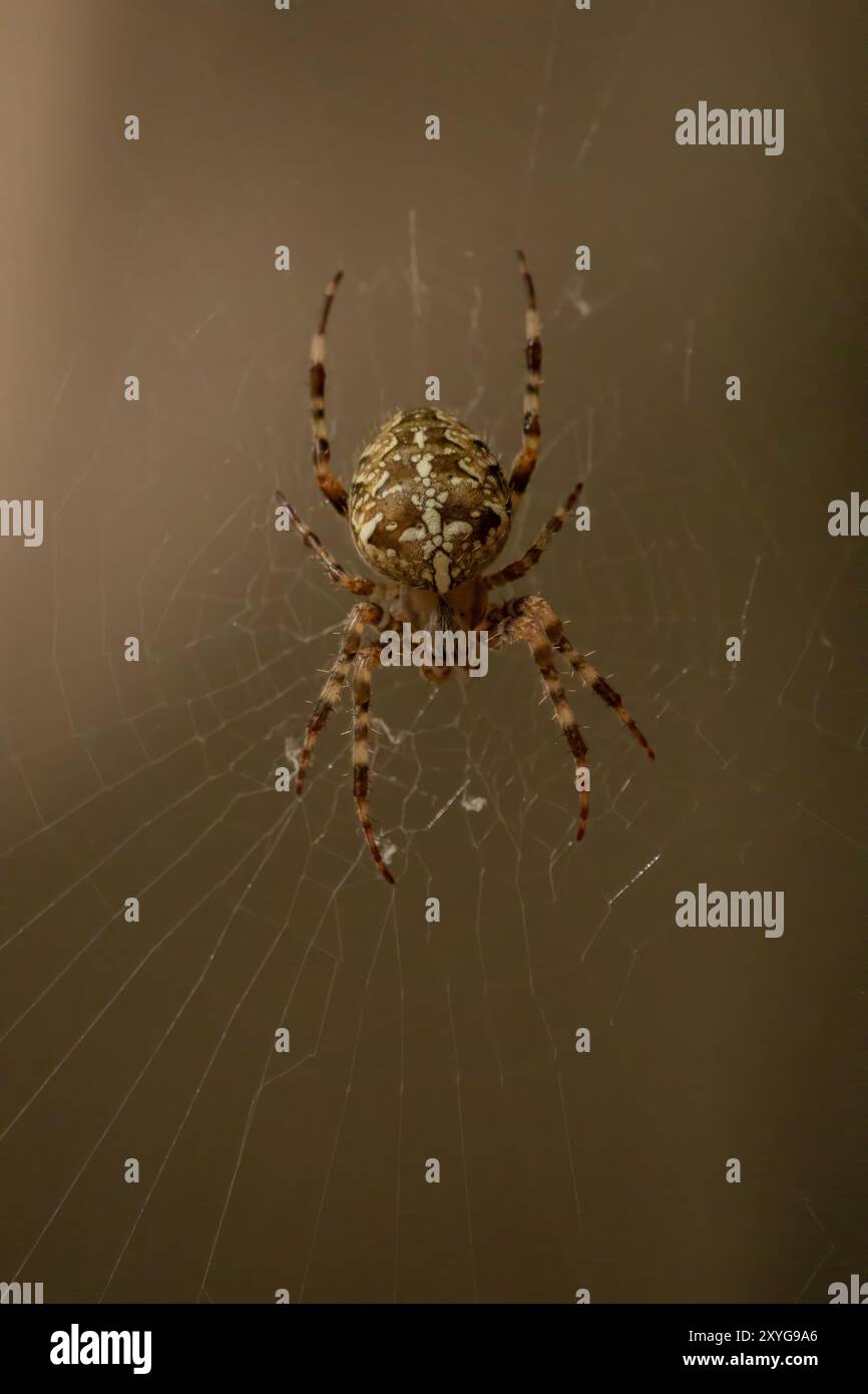 Ragno-ragno (lat. Araneus) ragni araneomorfi della famiglia dei ragni Orb-web (Araneidae) si trova sulla rete Foto Stock