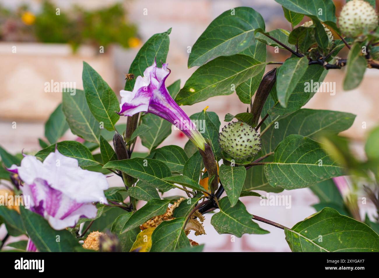 Devils Trumpet fiore primo piano in giardino in una giornata di sole Foto Stock
