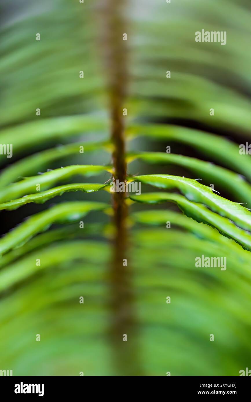 Deer Fern, Struthiopteris spicant, fronde a Staircase, Olympic National Park, Washington State, STATI UNITI Foto Stock
