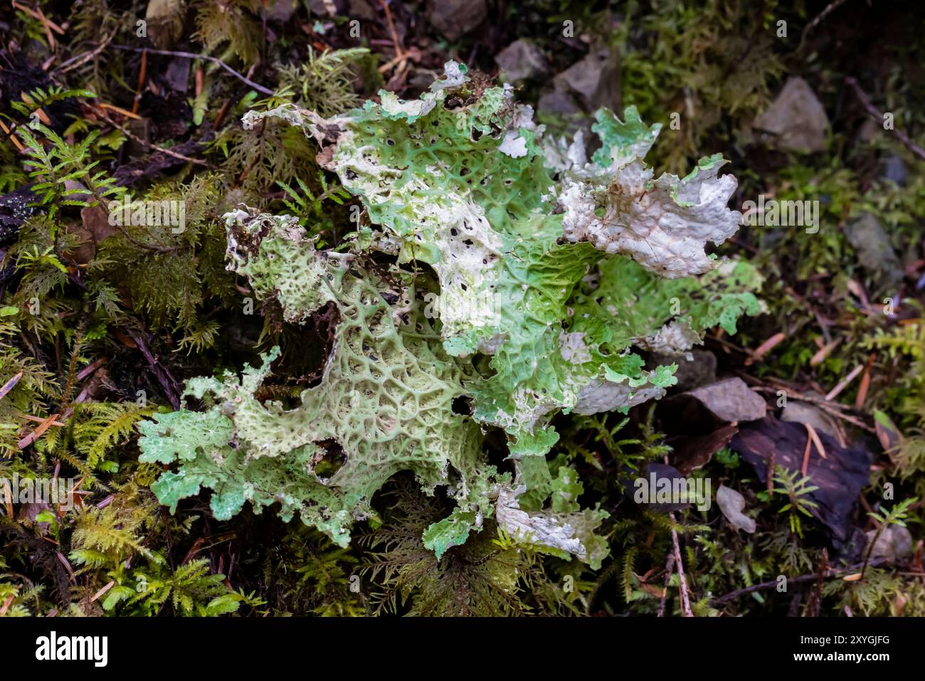 Lobaria pulmonaria lichen at Staircase, Olympic National Park, Washington State, USA Foto Stock
