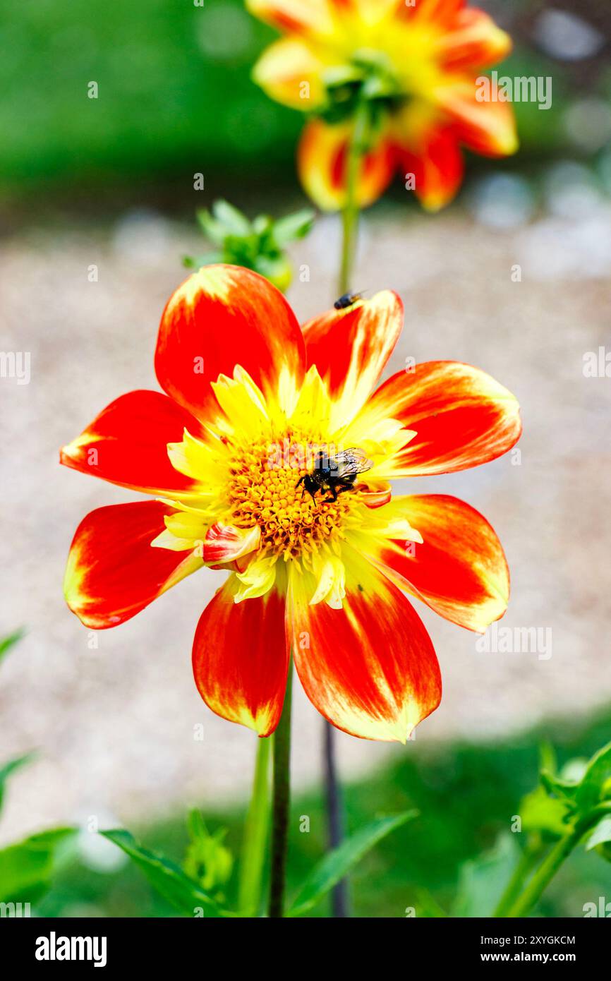Fiore rosso e giallo di dahlia in fiore con un insetto al centro Foto Stock