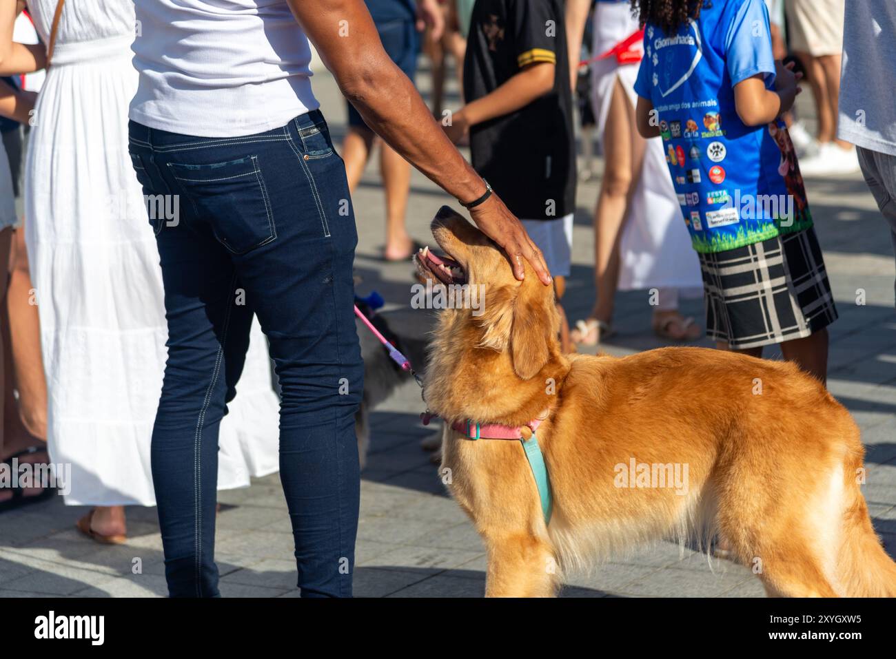 Salvador, Bahia, Brasile - 30 giugno 2024: I cani vengono visti vestiti durante una passeggiata al faro di barra nella città di Salvador, Bahia. Foto Stock