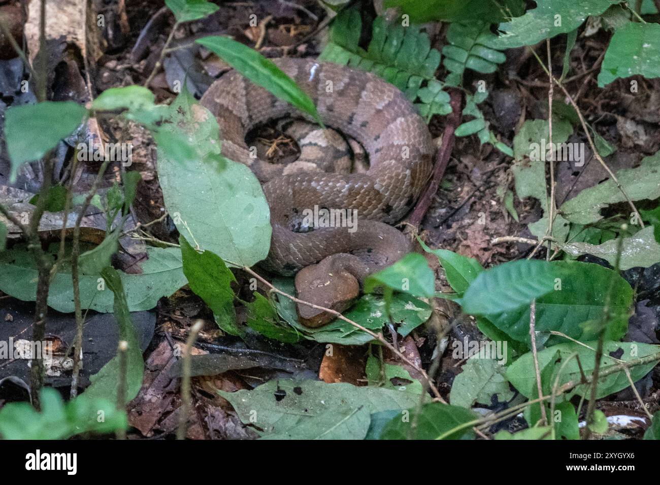 Bushmaster Snake (Lachesis muta) è una vipera velenosa che vive nelle foreste pluviali dell'Amazzonia peruviana Foto Stock