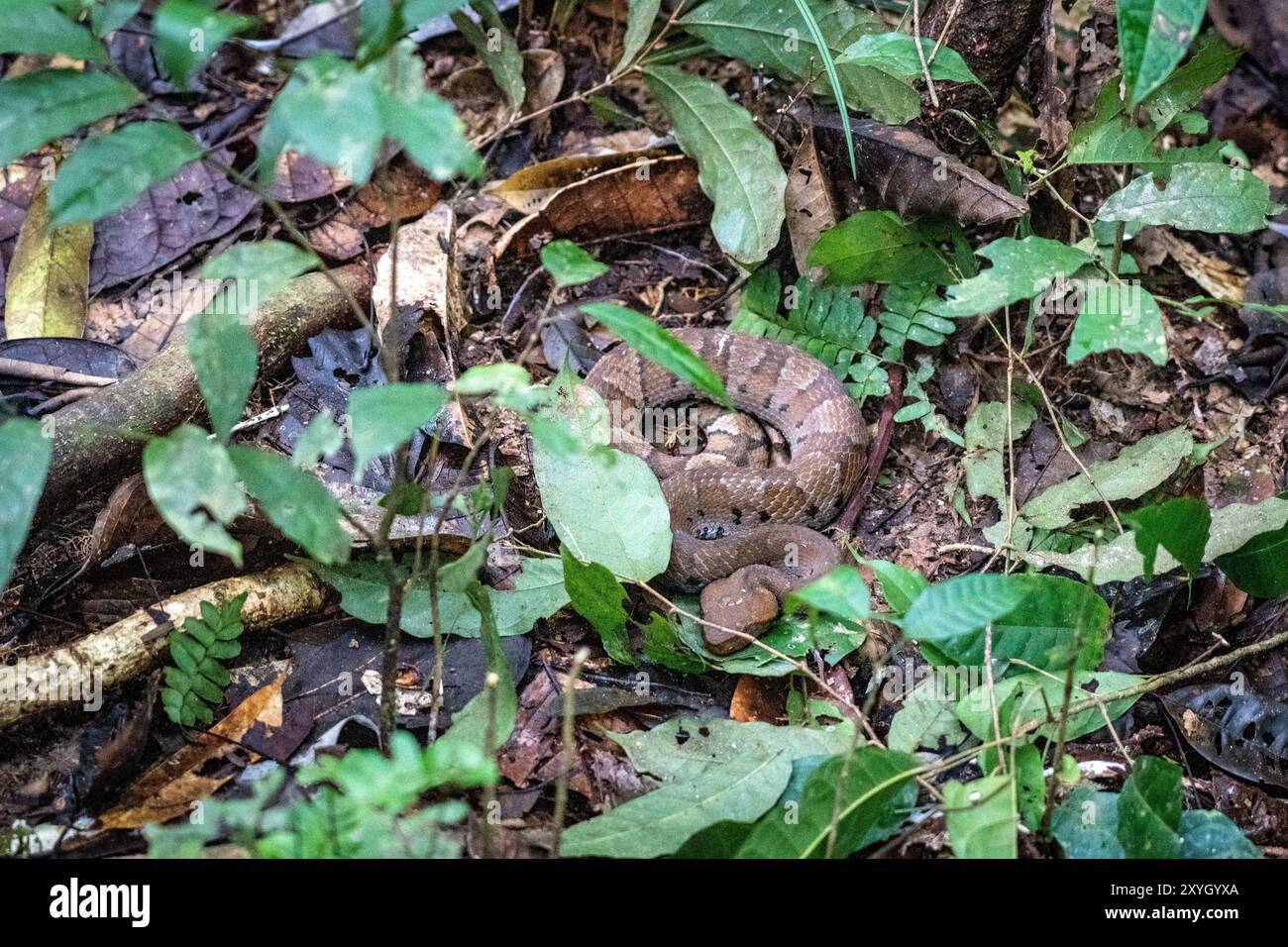 Bushmaster Snake (Lachesis muta) è una vipera velenosa che vive nelle foreste pluviali dell'Amazzonia peruviana Foto Stock