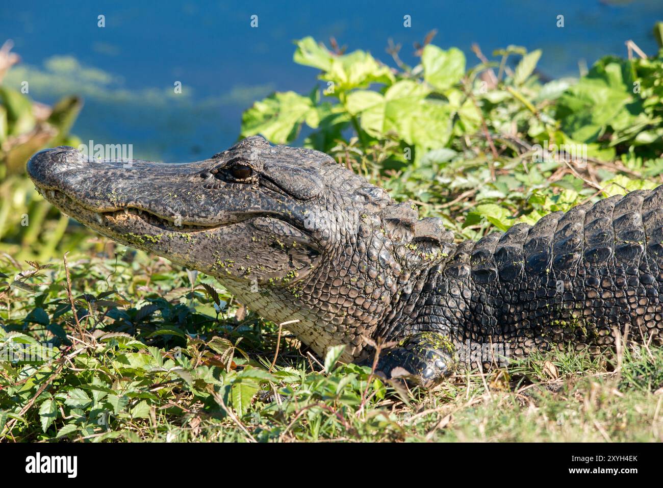 Alligatore al Brazos Bend State Park, Texas Foto Stock