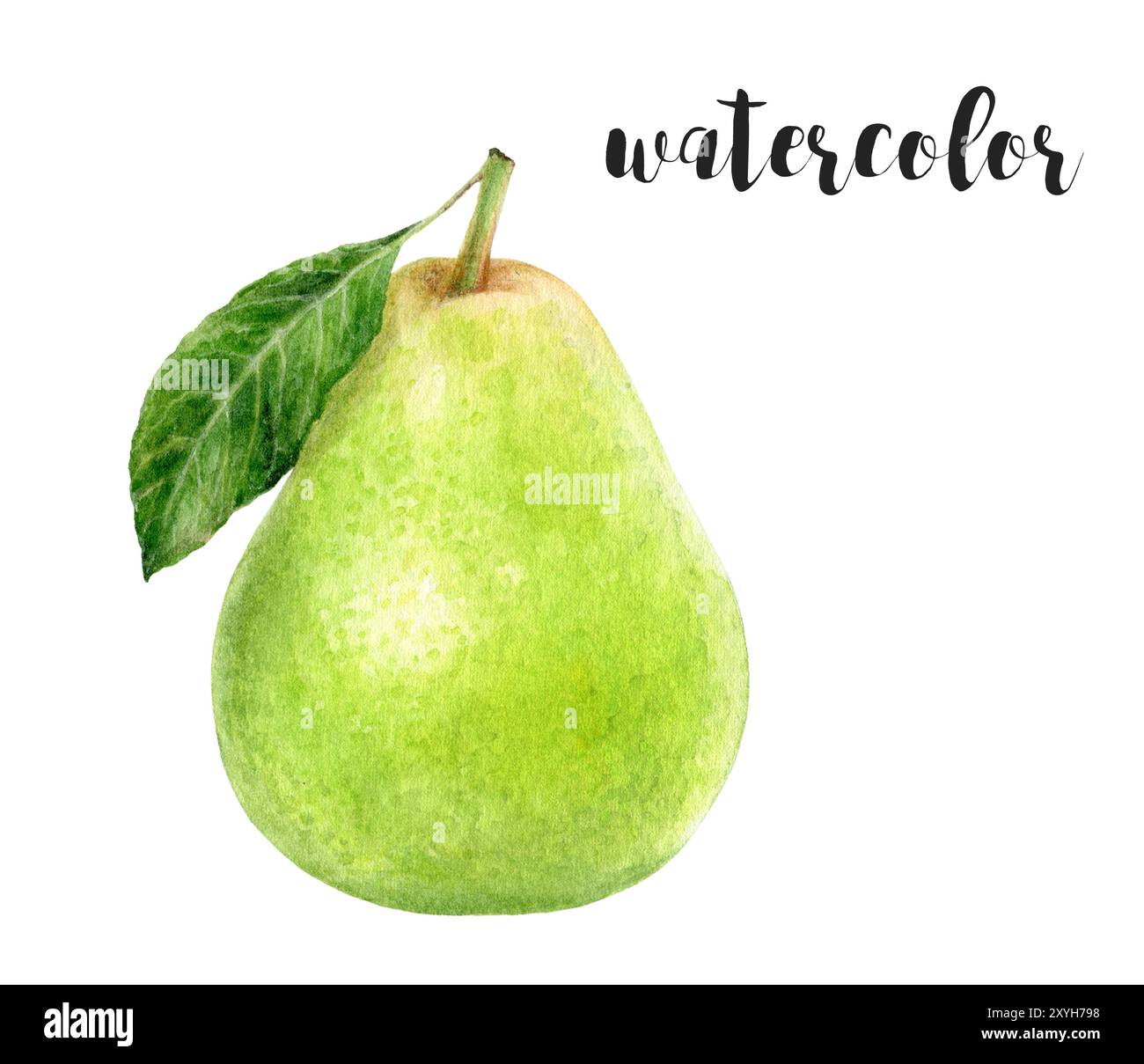 Una squisita illustrazione di una pera verde fresca resa in uno splendido stile ad acquerello Foto Stock Una squisita illustrazione di una pera verde fresca resa in uno splendido stile ad acquerello Foto Stock