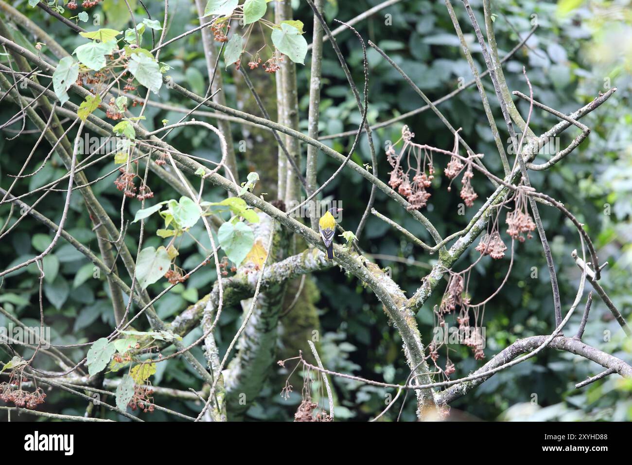 L'oriole africano dalla testa nera (Oriolus larvatus rolleti) è una specie di uccello della famiglia Oriolidae. Questa foto è stata scattata in Ruanda. Foto Stock