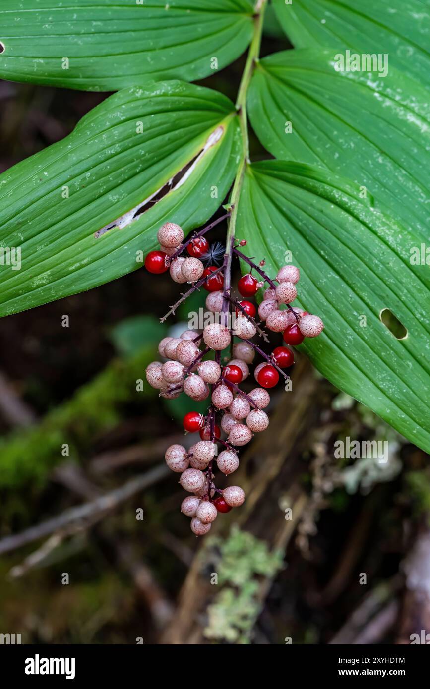 Large False Solomon's Seal, Maianthemum racemosum, con frutta a Staircase, Olympic National Park, Washington State, USA Foto Stock