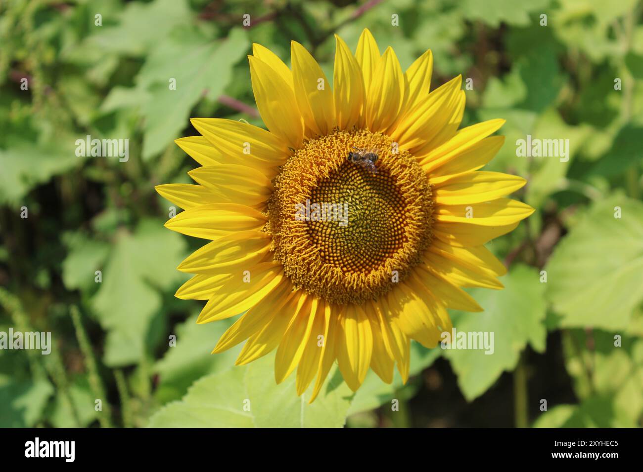Ape su un girasole in una fattoria a Three Rivers, Michigan Foto Stock