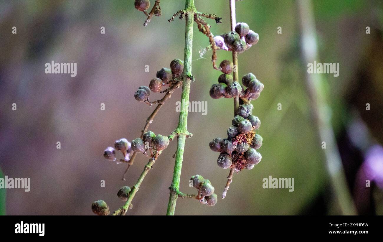 Ficus pungens frutta. Ficus è un genere di circa 850 specie di alberi legnosi, arbusti, viti, epifiti ed emiepifiti della famiglia Moraceae. Foto Stock