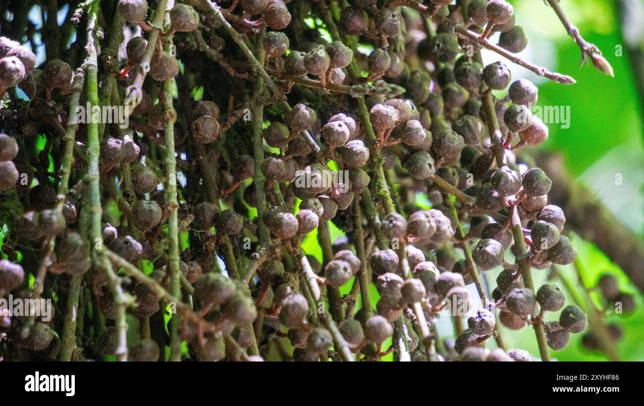 Ficus pungens frutta. Ficus è un genere di circa 850 specie di alberi legnosi, arbusti, viti, epifiti ed emiepifiti della famiglia Moraceae. Foto Stock