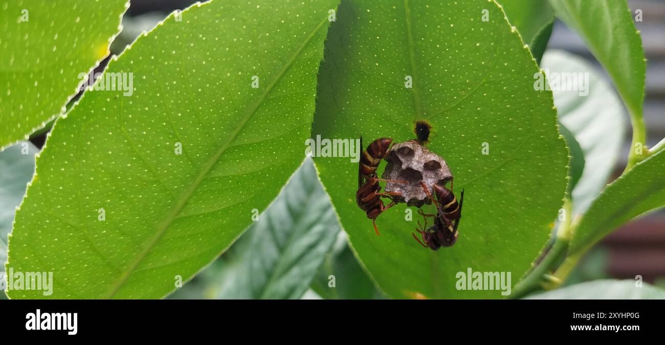 Vespe, vespe giganti asiatiche, costruiscono nidi sulle foglie. Gli insetti volanti sono facili da individuare perché sono noti per pungere quando vengono disturbati e il loro comico Foto Stock