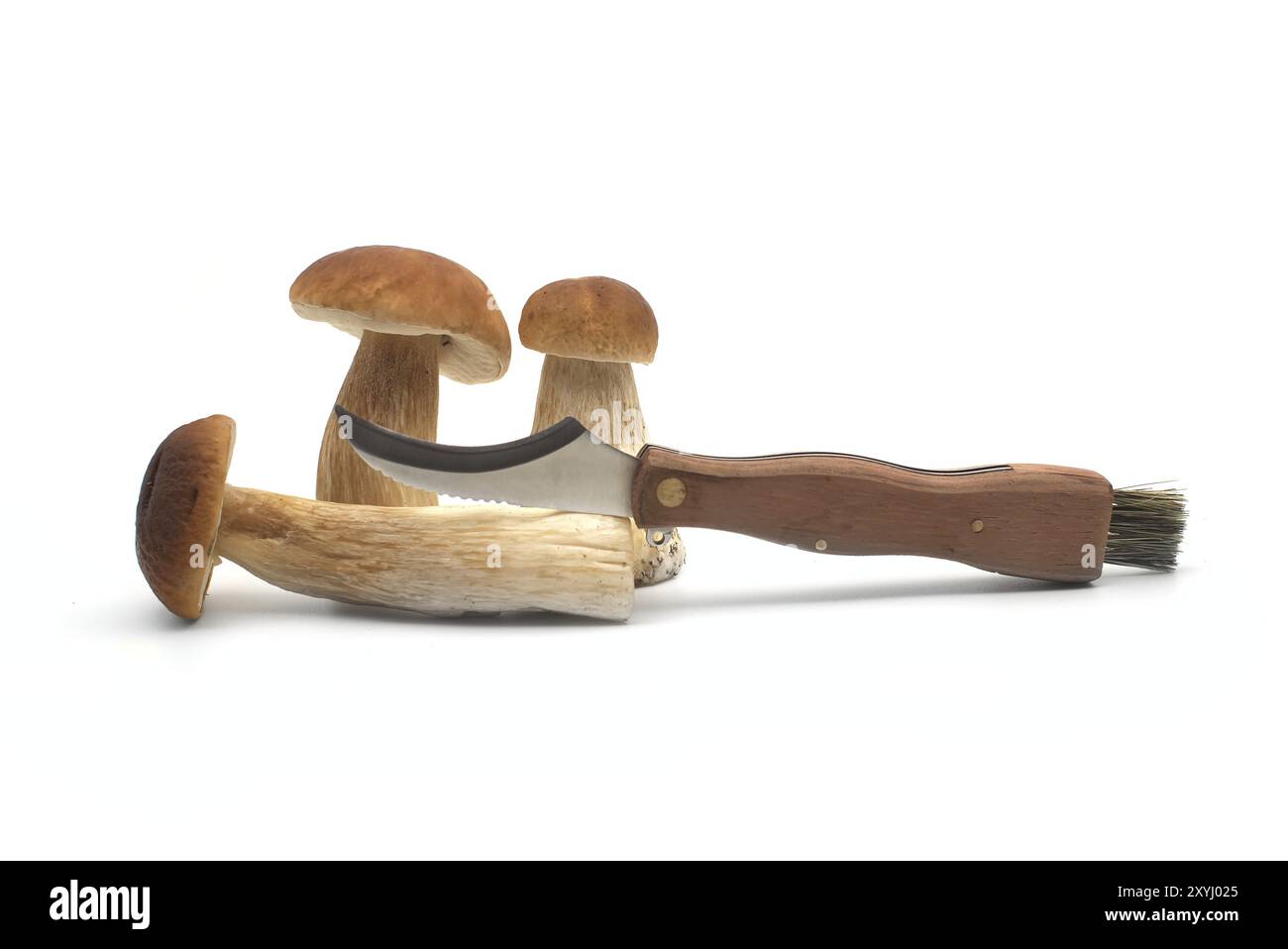 Funghi Penny Bun (Boletus edulis) vicino al coltello con lama curva e piccola spazzola appositamente per la raccolta di funghi. Porcini o cep Foto Stock