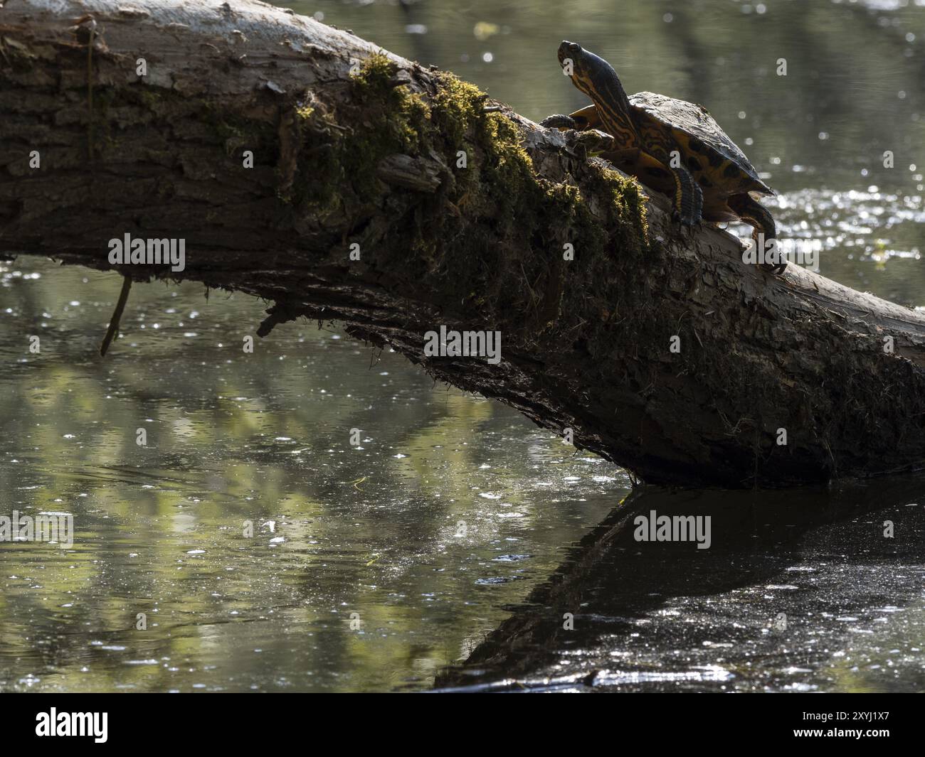 Una tartaruga con pancia gialla siede su un tronco di albero che si protende nel fiume sassone Saale Foto Stock