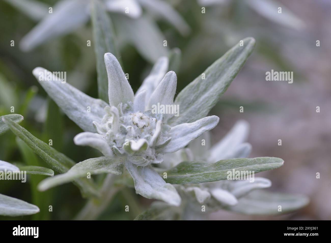 Fiori da un Leontopodio. Fiori della stella alpina Foto Stock