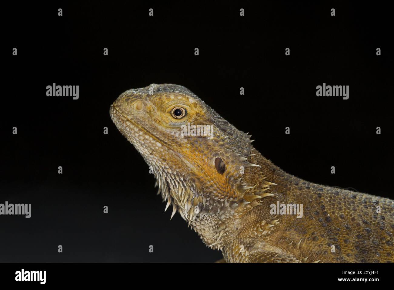 Bartagame, Pogona, draghi barbuti Foto Stock