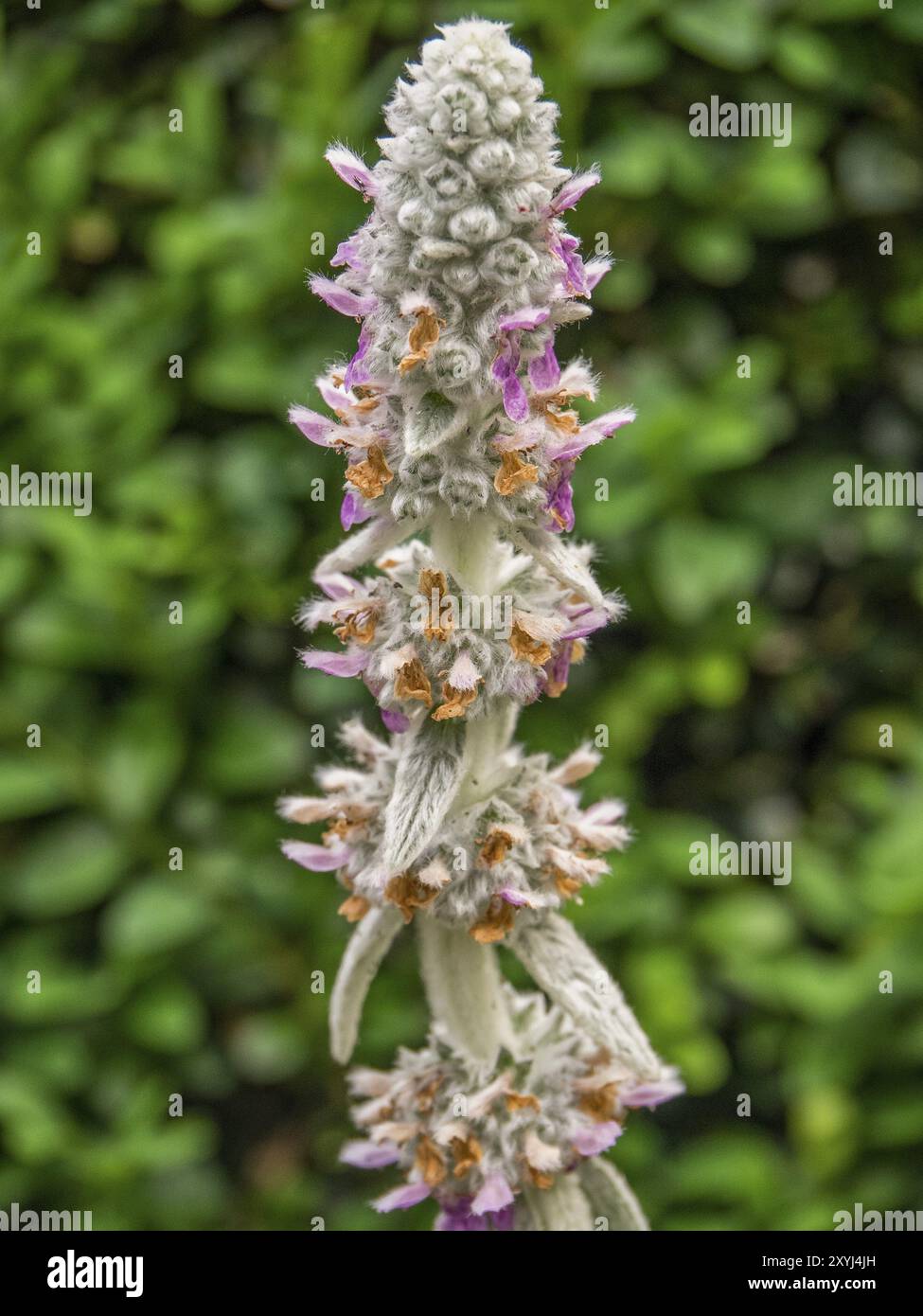 Pianta con fiori pallidi in primo piano di fronte a uno sfondo verde, borken, muensterland, germania Foto Stock
