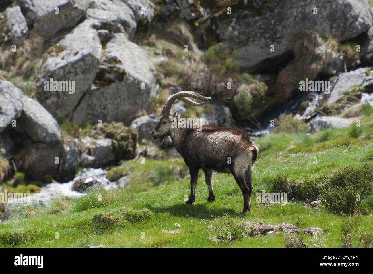 Uno stambecco si trova in un prato su uno sfondo di rocce e un piccolo torrente, lo stambecco Gredos (Capra pyrenaica victoriae), lo stambecco spagnolo (Capra pyrenaica), Foto Stock Uno stambecco si trova in un prato su uno sfondo di rocce e un piccolo torrente, lo stambecco Gredos (Capra pyrenaica victoriae), lo stambecco spagnolo (Capra pyrenaica), Foto Stock